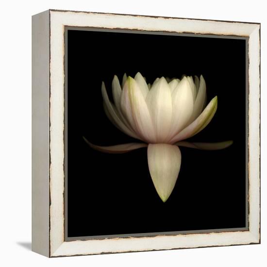 Water Lily A11: pink & white water lily-Doris Mitsch-Framed Premier Image Canvas