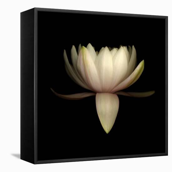 Water Lily A11: pink & white water lily-Doris Mitsch-Framed Premier Image Canvas