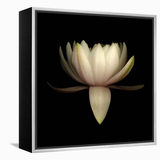 Water Lily A11: pink & white water lily-Doris Mitsch-Framed Premier Image Canvas
