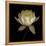 Water Lily A12 Water Lily Blooming-Doris Mitsch-Framed Premier Image Canvas