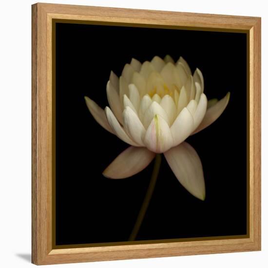 Water Lily A12 Water Lily Blooming-Doris Mitsch-Framed Premier Image Canvas