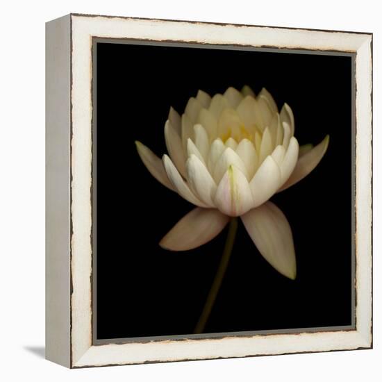 Water Lily A12 Water Lily Blooming-Doris Mitsch-Framed Premier Image Canvas