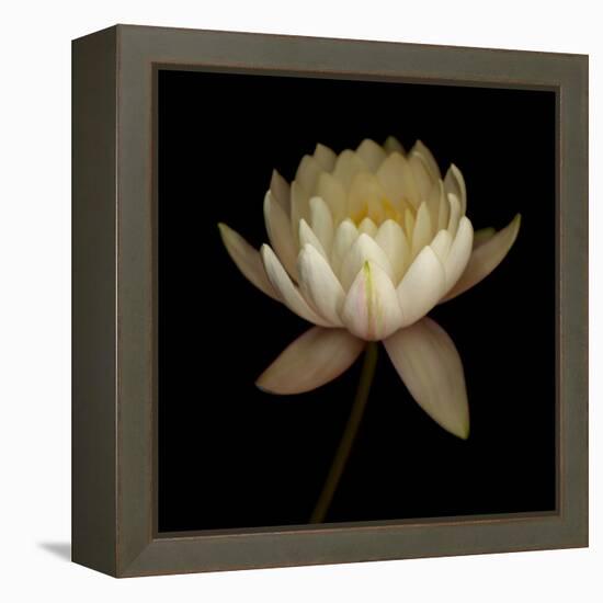 Water Lily A12 Water Lily Blooming-Doris Mitsch-Framed Premier Image Canvas