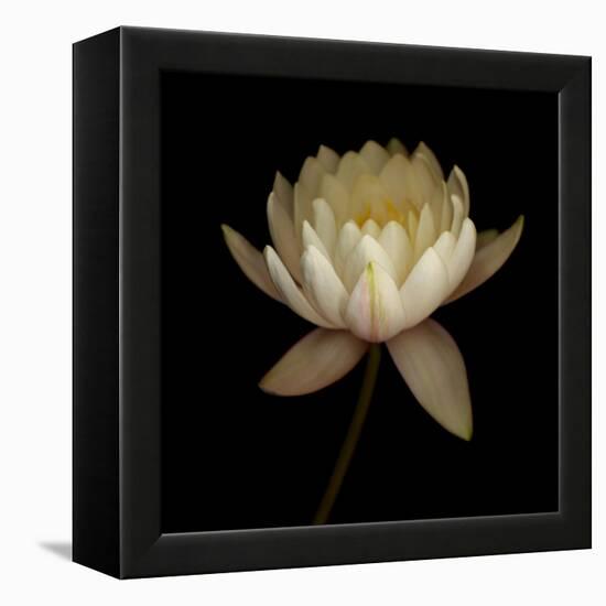 Water Lily A12 Water Lily Blooming-Doris Mitsch-Framed Premier Image Canvas