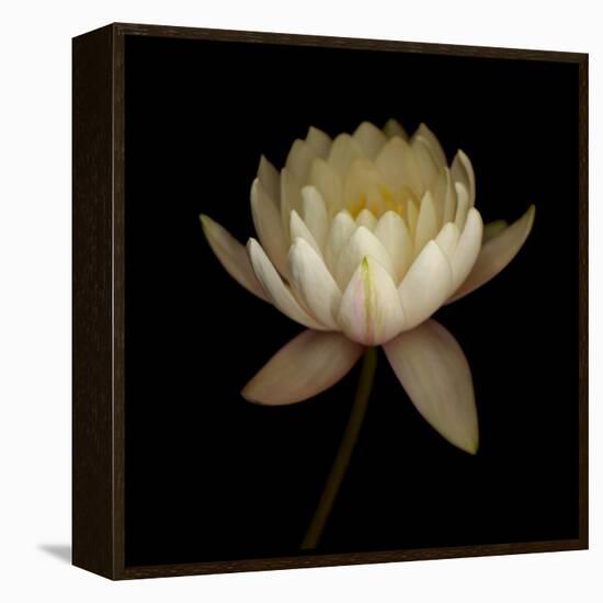 Water Lily A12 Water Lily Blooming-Doris Mitsch-Framed Premier Image Canvas