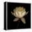 Water Lily A12 Water Lily Blooming-Doris Mitsch-Framed Premier Image Canvas