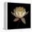 Water Lily A12 Water Lily Blooming-Doris Mitsch-Framed Premier Image Canvas