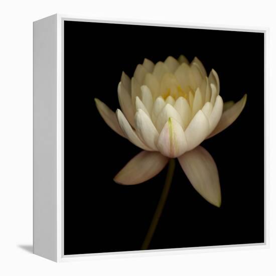 Water Lily A12 Water Lily Blooming-Doris Mitsch-Framed Premier Image Canvas