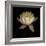 Water Lily A12 Water Lily Blooming-Doris Mitsch-Framed Photographic Print