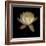 Water Lily A12 Water Lily Blooming-Doris Mitsch-Framed Photographic Print