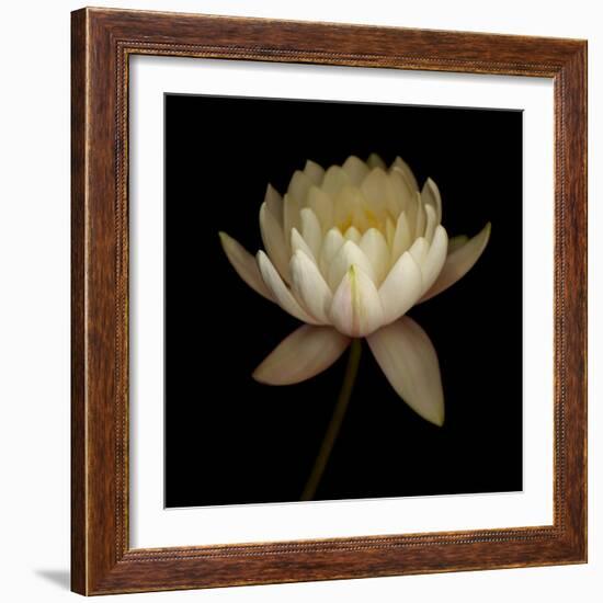 Water Lily A12 Water Lily Blooming-Doris Mitsch-Framed Photographic Print