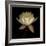 Water Lily A12 Water Lily Blooming-Doris Mitsch-Framed Photographic Print