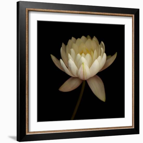 Water Lily A12 Water Lily Blooming-Doris Mitsch-Framed Photographic Print