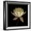 Water Lily A12 Water Lily Blooming-Doris Mitsch-Framed Photographic Print