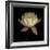 Water Lily A12 Water Lily Blooming-Doris Mitsch-Framed Photographic Print