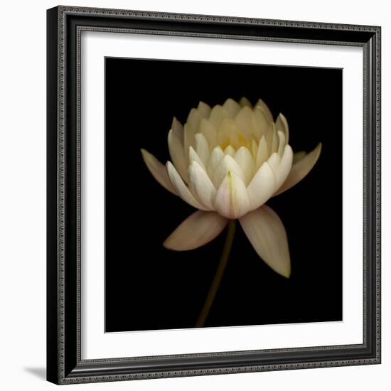 Water Lily A12 Water Lily Blooming-Doris Mitsch-Framed Photographic Print