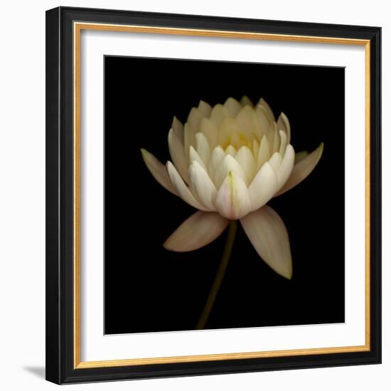 Water Lily A12 Water Lily Blooming-Doris Mitsch-Framed Photographic Print