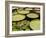 Water Lily and Lily Pad Pond, Longwood Gardens, Pennsylvania, Usa-Adam Jones-Framed Photographic Print