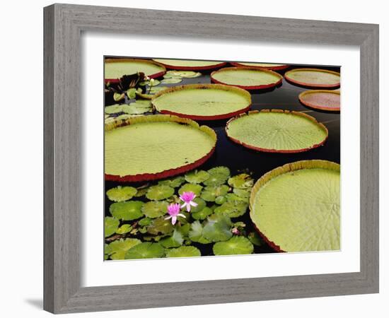 Water Lily and Lily Pad Pond, Longwood Gardens, Pennsylvania, Usa-Adam Jones-Framed Photographic Print