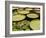 Water Lily and Lily Pad Pond, Longwood Gardens, Pennsylvania, Usa-Adam Jones-Framed Photographic Print