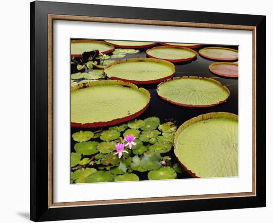 Water Lily and Lily Pad Pond, Longwood Gardens, Pennsylvania, Usa-Adam Jones-Framed Photographic Print