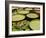 Water Lily and Lily Pad Pond, Longwood Gardens, Pennsylvania, Usa-Adam Jones-Framed Photographic Print