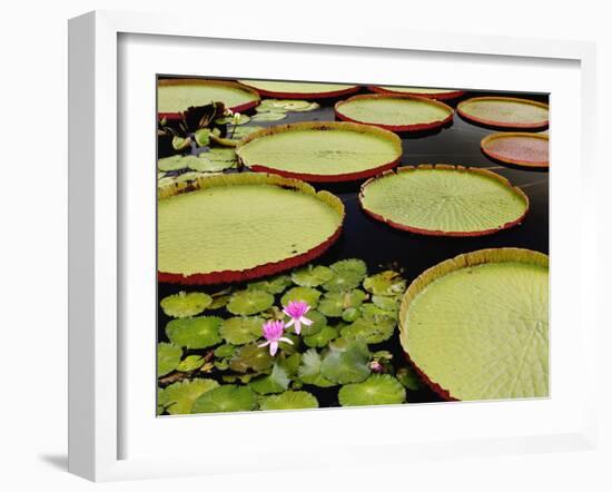 Water Lily and Lily Pad Pond, Longwood Gardens, Pennsylvania, Usa-Adam Jones-Framed Photographic Print