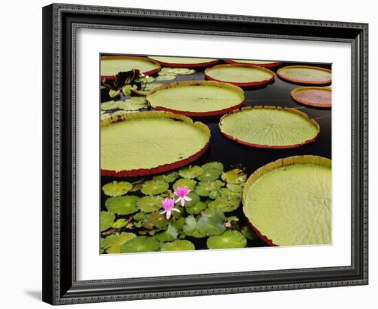 Water Lily and Lily Pad Pond, Longwood Gardens, Pennsylvania, Usa-Adam Jones-Framed Photographic Print