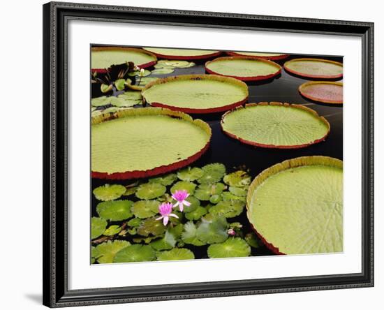 Water Lily and Lily Pad Pond, Longwood Gardens, Pennsylvania, Usa-Adam Jones-Framed Photographic Print