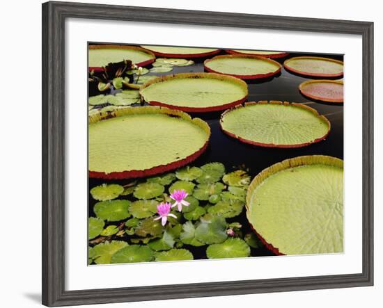 Water Lily and Lily Pad Pond, Longwood Gardens, Pennsylvania, Usa-Adam Jones-Framed Photographic Print