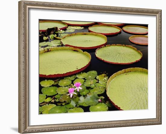 Water Lily and Lily Pad Pond, Longwood Gardens, Pennsylvania, Usa-Adam Jones-Framed Photographic Print