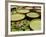 Water Lily and Lily Pad Pond, Longwood Gardens, Pennsylvania, Usa-Adam Jones-Framed Photographic Print