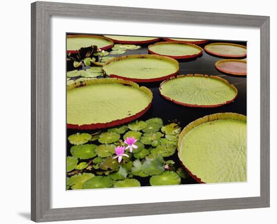 Water Lily and Lily Pad Pond, Longwood Gardens, Pennsylvania, Usa-Adam Jones-Framed Photographic Print