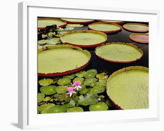 Water Lily and Lily Pad Pond, Longwood Gardens, Pennsylvania, Usa-Adam Jones-Framed Photographic Print