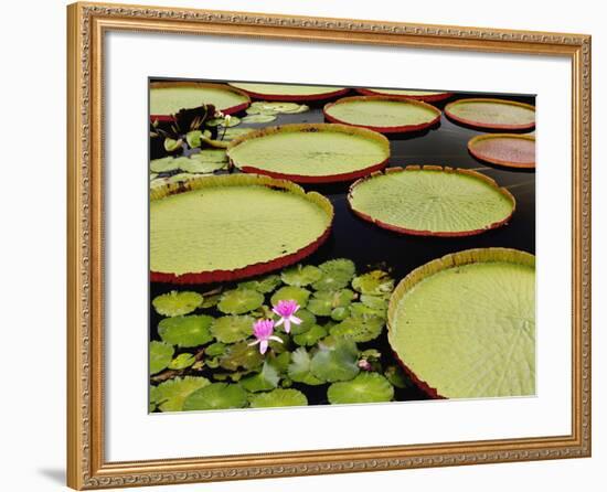 Water Lily and Lily Pad Pond, Longwood Gardens, Pennsylvania, Usa-Adam Jones-Framed Photographic Print