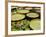 Water Lily and Lily Pad Pond, Longwood Gardens, Pennsylvania, Usa-Adam Jones-Framed Photographic Print