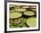 Water Lily and Lily Pad Pond, Longwood Gardens, Pennsylvania, Usa-Adam Jones-Framed Photographic Print