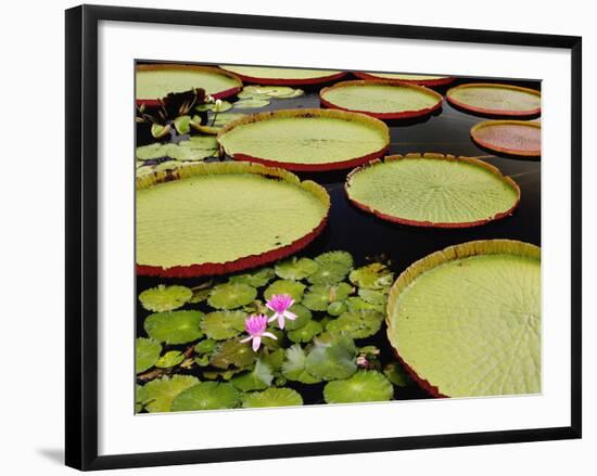 Water Lily and Lily Pad Pond, Longwood Gardens, Pennsylvania, Usa-Adam Jones-Framed Photographic Print