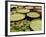 Water Lily and Lily Pad Pond, Longwood Gardens, Pennsylvania, Usa-Adam Jones-Framed Photographic Print