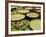 Water Lily and Lily Pad Pond, Longwood Gardens, Pennsylvania, Usa-Adam Jones-Framed Photographic Print