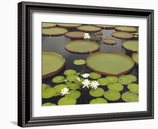 Water Lily and Lily Pad Pond, Longwood Gardens, Pennsylvania, Usa-Adam Jones-Framed Photographic Print