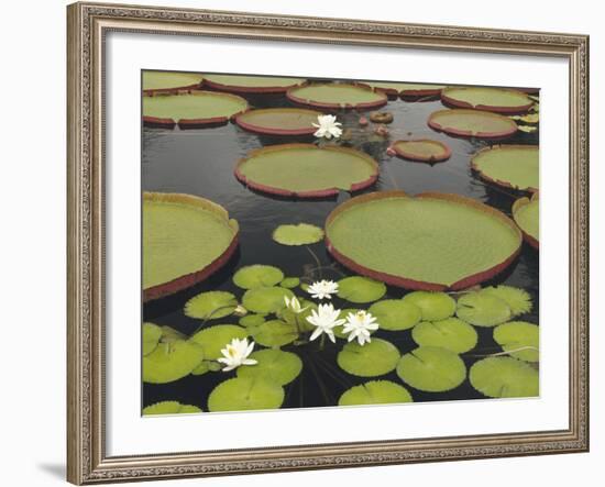 Water Lily and Lily Pad Pond, Longwood Gardens, Pennsylvania, Usa-Adam Jones-Framed Photographic Print