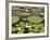 Water Lily and Lily Pad Pond, Longwood Gardens, Pennsylvania, Usa-Adam Jones-Framed Photographic Print