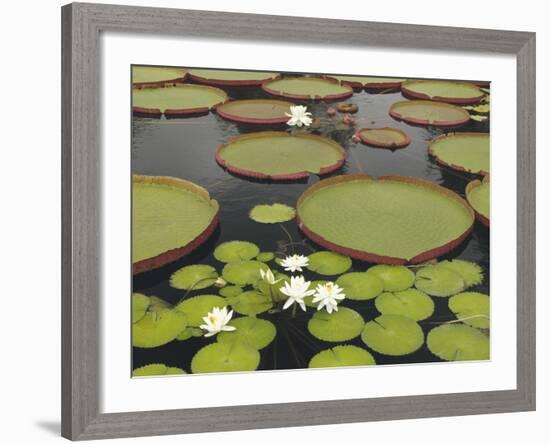 Water Lily and Lily Pad Pond, Longwood Gardens, Pennsylvania, Usa-Adam Jones-Framed Photographic Print