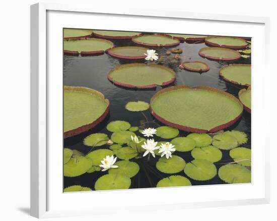 Water Lily and Lily Pad Pond, Longwood Gardens, Pennsylvania, Usa-Adam Jones-Framed Photographic Print