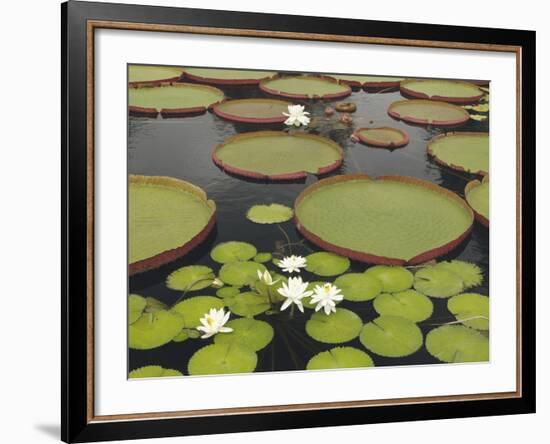 Water Lily and Lily Pad Pond, Longwood Gardens, Pennsylvania, Usa-Adam Jones-Framed Photographic Print