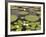 Water Lily and Lily Pad Pond, Longwood Gardens, Pennsylvania, Usa-Adam Jones-Framed Photographic Print