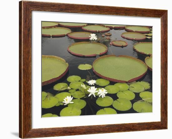 Water Lily and Lily Pad Pond, Longwood Gardens, Pennsylvania, Usa-Adam Jones-Framed Photographic Print