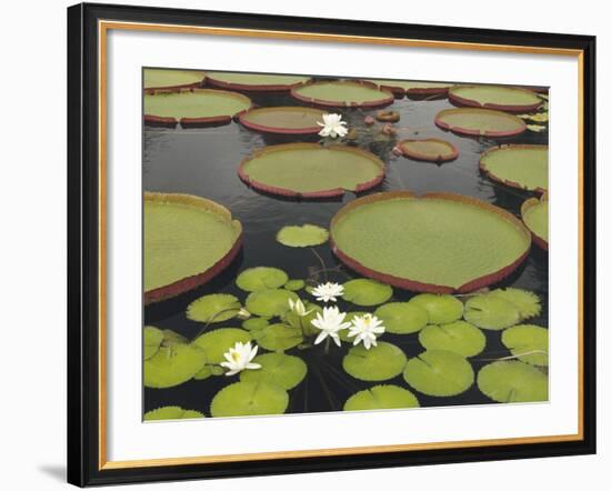 Water Lily and Lily Pad Pond, Longwood Gardens, Pennsylvania, Usa-Adam Jones-Framed Photographic Print