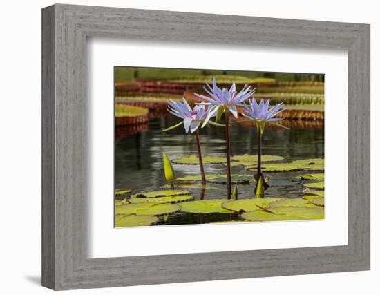 Water Lily and lily pads, Minneapolis, Minnesota-Adam Jones-Framed Photographic Print